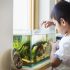Comment distribuer la nourriture aux poissons ?