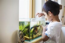 A quelle fréquence nourrir les poissons ?