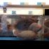 Comment nourrir un poisson pendant les vacances ?